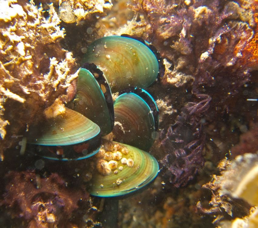 Asian green mussels attached to a rocky underwater surface.