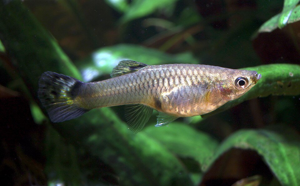 A female guppy swimming among aquatic plants.
