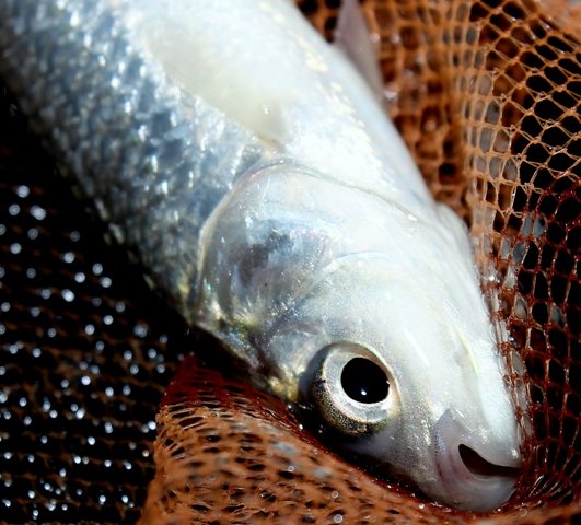 A mrigal carp photographed in a landing net.