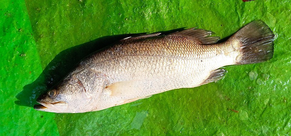 An Asian seabass specimen in side profile at a Kolkata market.