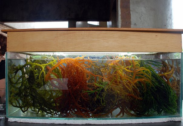 Kappaphycus alvarezii seaweed cultivated in a display tank.